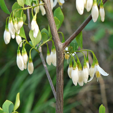 image of Styrax americanus var. americanus, American Storax, American Snowbell