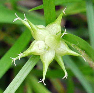 image of Carex intumescens var. intumescens, Bladder Sedge, Pregnant Sedge