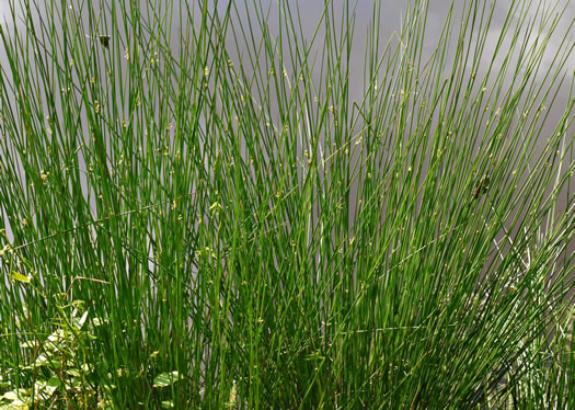 image of Juncus effusus ssp. solutus, Soft Rush, Common Rush