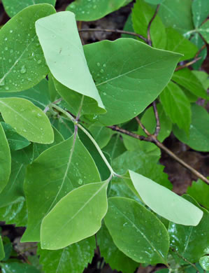 image of Lonicera flava, Yellow Honeysuckle