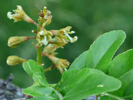 sepals or bracts of Gleditsia triacanthos, Honey Locust