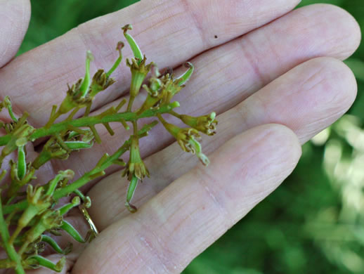 image of Gleditsia triacanthos, Honey Locust