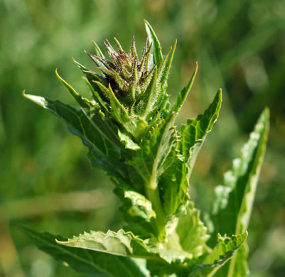 image of Verbascum blattaria, Moth Mullein
