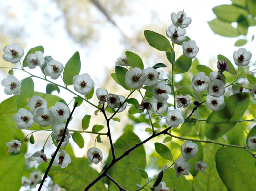 image of Vaccinium stamineum var. 2, Appalachian Deerberry