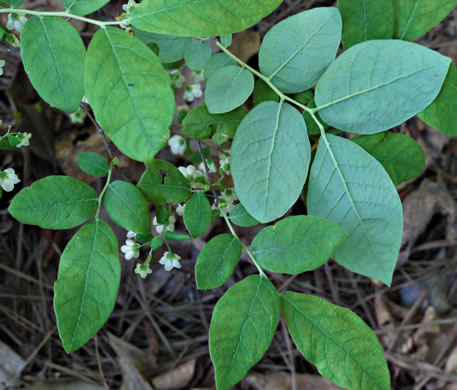 image of Vaccinium stamineum var. 2, Appalachian Deerberry