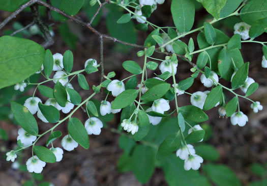 image of Vaccinium stamineum var. 2, Appalachian Deerberry