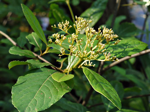 image of Viburnum nudum, Southern Wild Raisin, Possumhaw, Swamp Viburnum, Swamp-haw