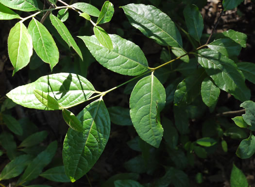 image of Viburnum nudum, Southern Wild Raisin, Possumhaw, Swamp Viburnum, Swamp-haw