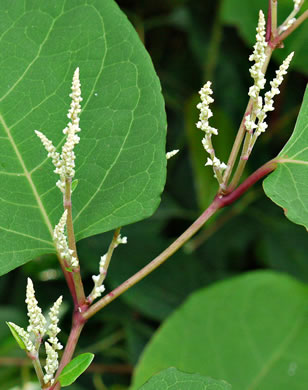 image of Reynoutria japonica var. japonica, Japanese Knotweed, Japanese Bamboo, Japanese Buckwheat