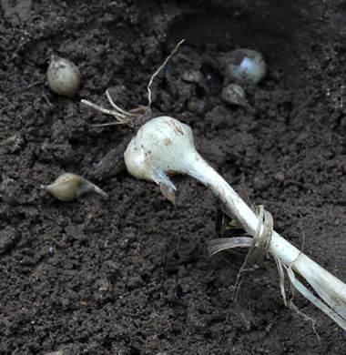 image of Allium vineale, Field Garlic, Wild Onion, Onion-grass, Crow Garlic