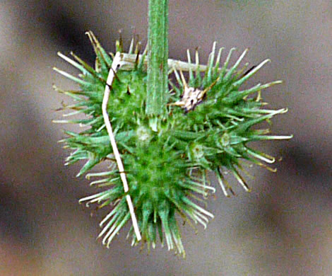 fruit of Sanicula smallii, Small's Sanicle, Southern Sanicle, Small's Black-snakeroot