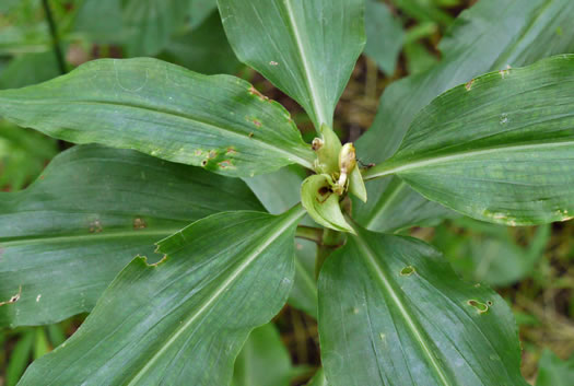 image of Commelina virginica, Virginia Dayflower