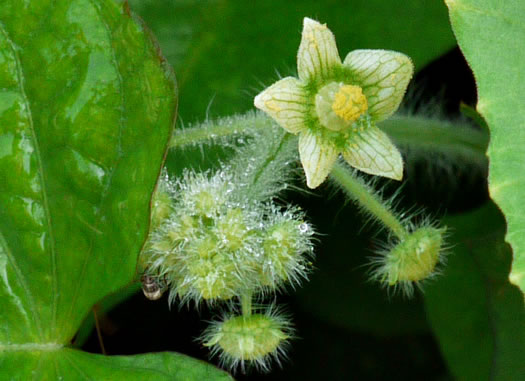 image of Sicyos angulatus, Bur-cucumber, Star-cucumber, Nimble-Kate