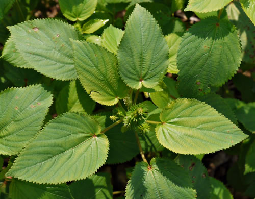 image of Acalypha ostryifolia, Pineland Threeseed Mercury, Hophornbeam Copperleaf, Roughpod Copperleaf