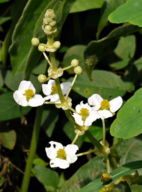 image of Sagittaria latifolia +, Broadleaf Arrowhead, Duck Potato, Common Arrowhead