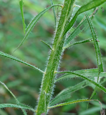 image of Erigeron canadensis, Common Horseweed