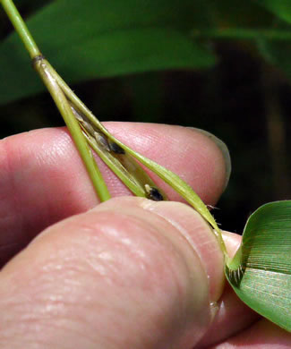 panicle