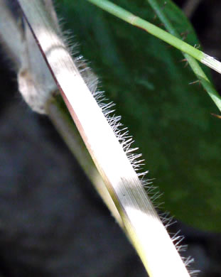 image of Dichanthelium clandestinum, Deer-tongue Witchgrass