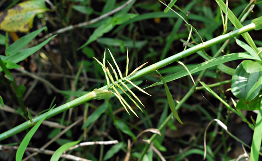image of Dulichium arundinaceum var. arundinaceum, Threeway Sedge