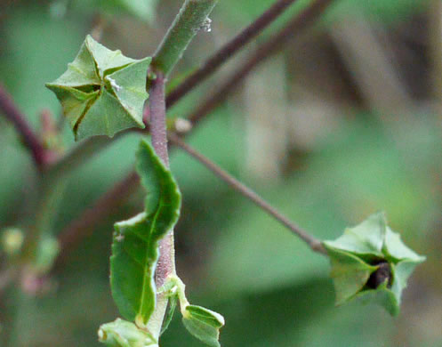 image of Sida rhombifolia var. rhombifolia, Arrowleaf Sida, Diamondleaf Fanpetal, Cuban Jute