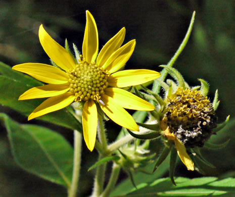 image of Helianthus resinosus, Hairy Sunflower, Resinous Sunflower, Gray Sunflower, Resindot Sunflower