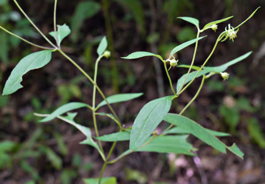 image of Helianthus microcephalus, Small Wood Sunflower, Small-headed Sunflower