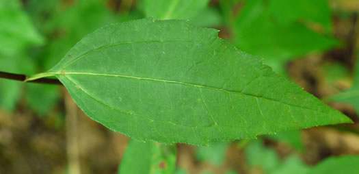 image of Helianthus microcephalus, Small Wood Sunflower, Small-headed Sunflower