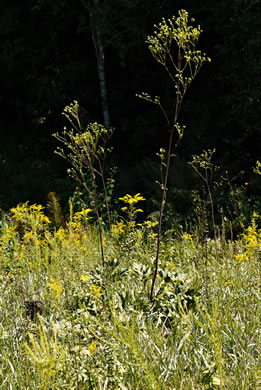 image of Silphium compositum var. compositum, Carolina Rosinweed, Compassplant, Rhubarb-leaved Rosinweed