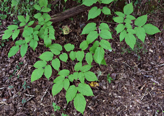 image of Aralia racemosa, Spikenard, Hungry-root