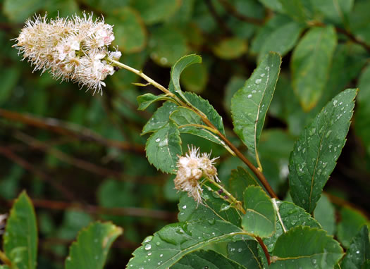 image of Spiraea latifolia, Broadleaf Meadowsweet
