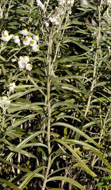 image of Anaphalis margaritacea, Pearly-everlasting