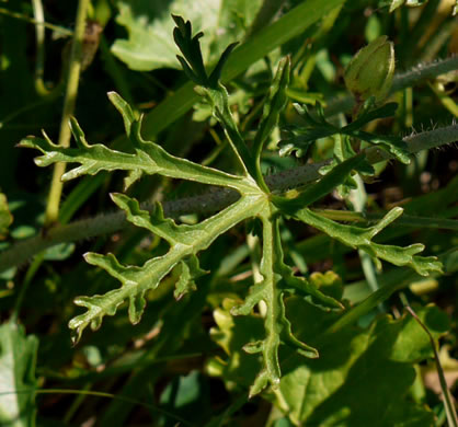 image of Malva moschata, Marsh Mallow, Musk Mallow, Rose Mallow