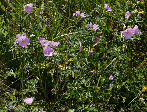 image of Malva moschata, Marsh Mallow, Musk Mallow, Rose Mallow