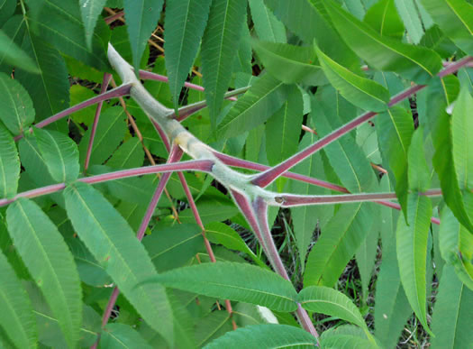 image of Rhus typhina, Staghorn Sumac