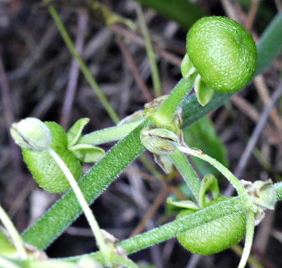 image of Sagittaria latifolia +, Broadleaf Arrowhead, Duck Potato, Common Arrowhead