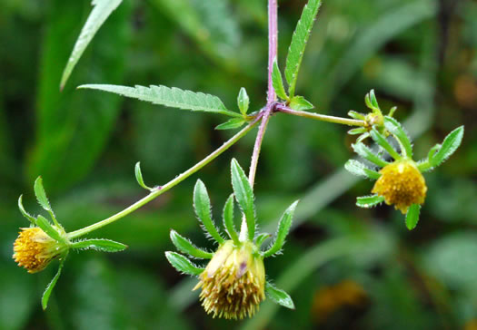 Bidens frondosa, Devil's Beggarticks, Annual Beggarticks