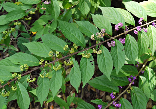image of Callicarpa americana, American Beautyberry, French-mulberry, Beautybush