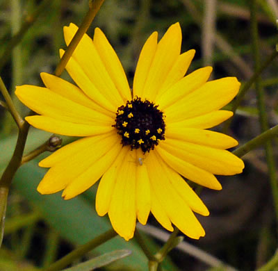 image of Coreopsis gladiata, Swamp Coreopsis, Swamp Tickseed, Seepage Coreopsis, Coastal Plain Tickseed