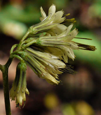 involucral bracts