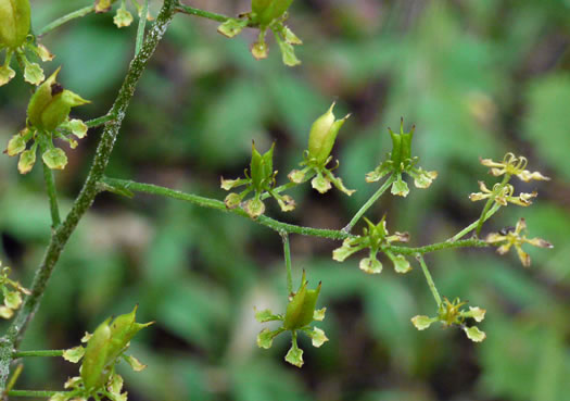 image of Melanthium hybridum, Crisped Bunchflower, Broadleaf Bunchflower, Slender Bunchflower