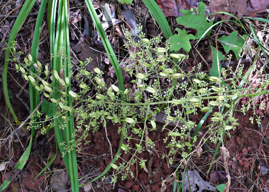 image of Melanthium hybridum, Crisped Bunchflower, Broadleaf Bunchflower, Slender Bunchflower