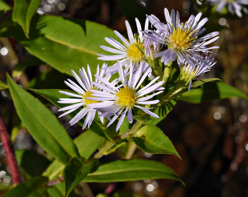 image of Symphyotrichum puniceum var. puniceum, Purplestem Aster, Swamp Aster