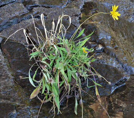 image of Krigia montana, Mountain Dwarf-dandelion, Mountain Cynthia