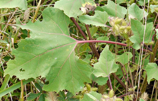 leaf or frond of Xanthium chinense, Common Cocklebur