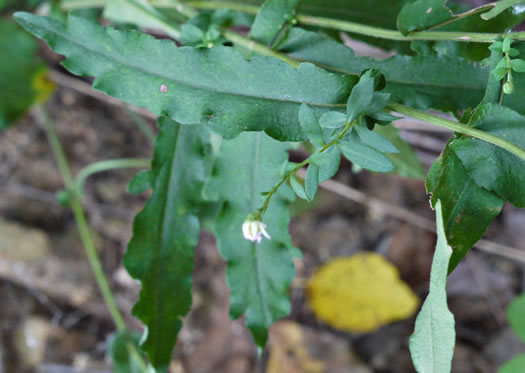 image of Symphyotrichum undulatum, Wavyleaf Aster