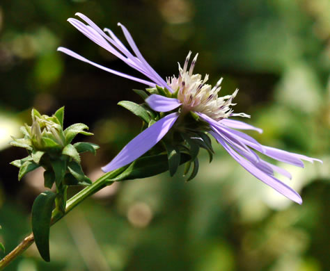 image of Symphyotrichum retroflexum, Curtis's Aster, Rigid Whitetop Aster