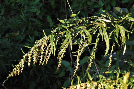 image of Artemisia vulgaris, Mugwort, Felon Herb