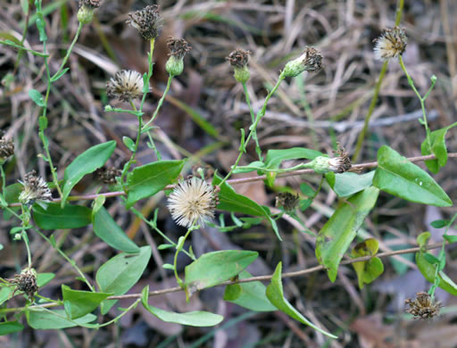 image of Symphyotrichum patens var. patens, Late Purple Aster, Common Clasping Aster, Late Blue Aster, Skydrop Aster