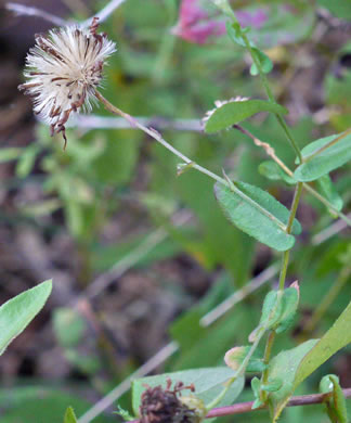 fruit of Symphyotrichum patens var. patens, Late Purple Aster, Common Clasping Aster, Late Blue Aster, Skydrop Aster