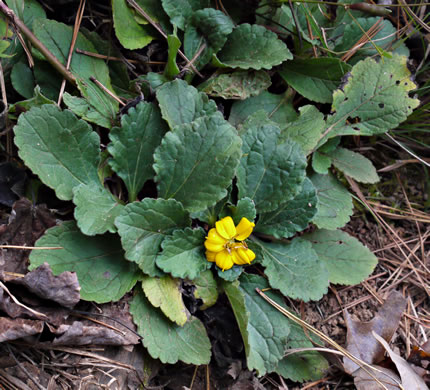 image of Chrysogonum virginianum +, Green-and-gold